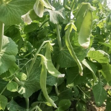 Peas, Giant Snow | Dalew Farms