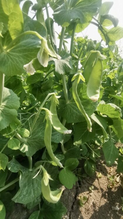 Peas, Giant Snow | Dalew Farms