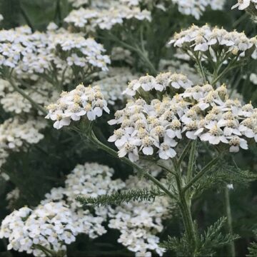 Yarrow | The Steadfast Farm