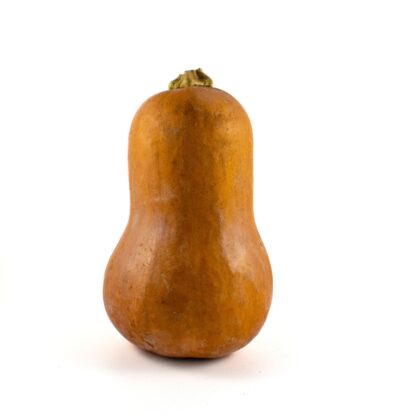 Squash, Honeynut - small | Pfenning's Ontario Organic