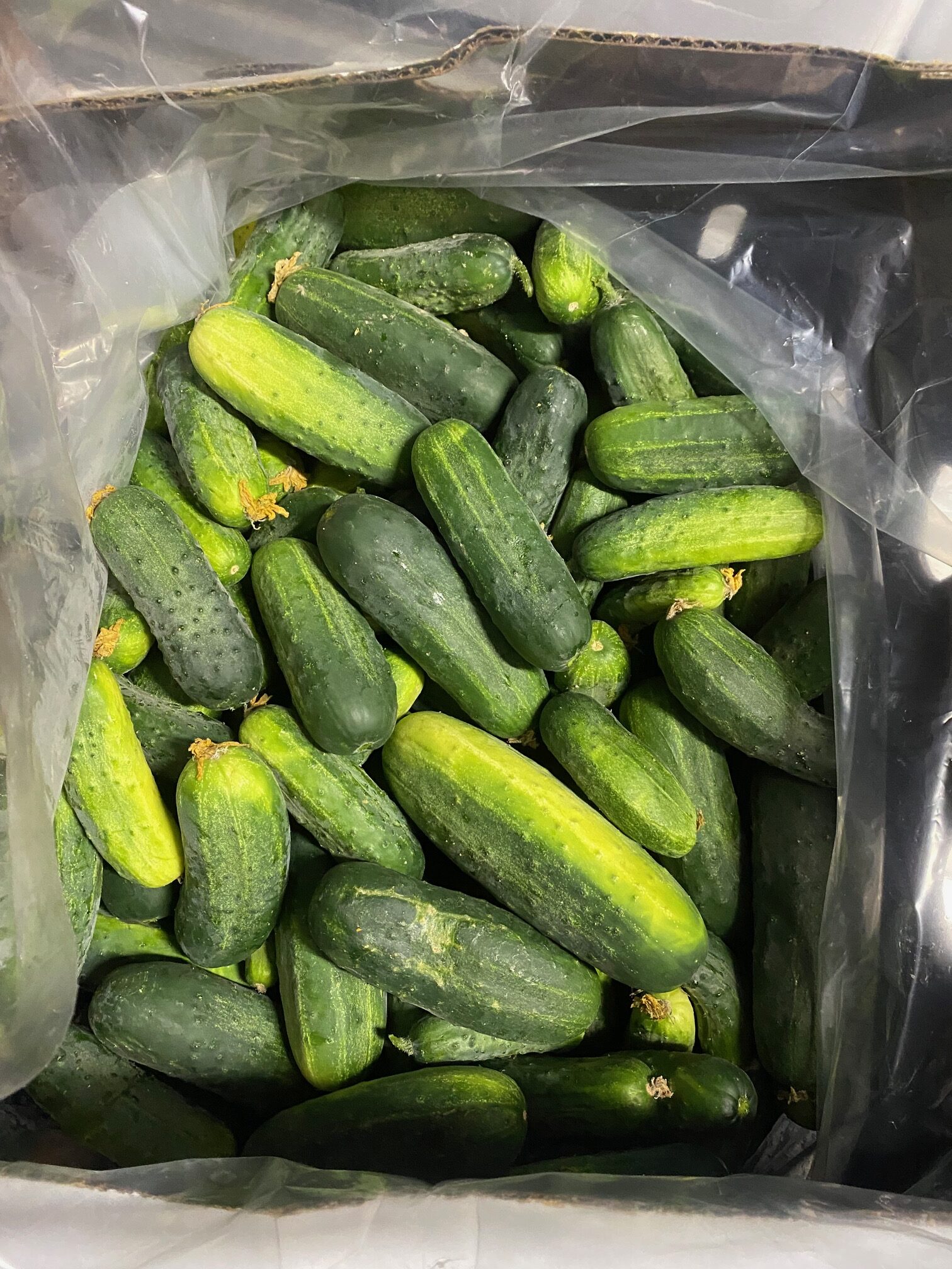 Pickling Cucumbers | Dalew Farms - Image 2