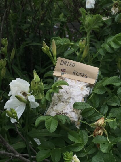 Homegrown Dried White Roses - Image 2