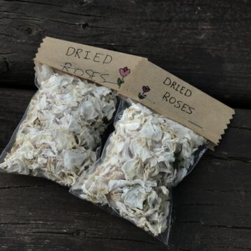 Homegrown Dried White Roses