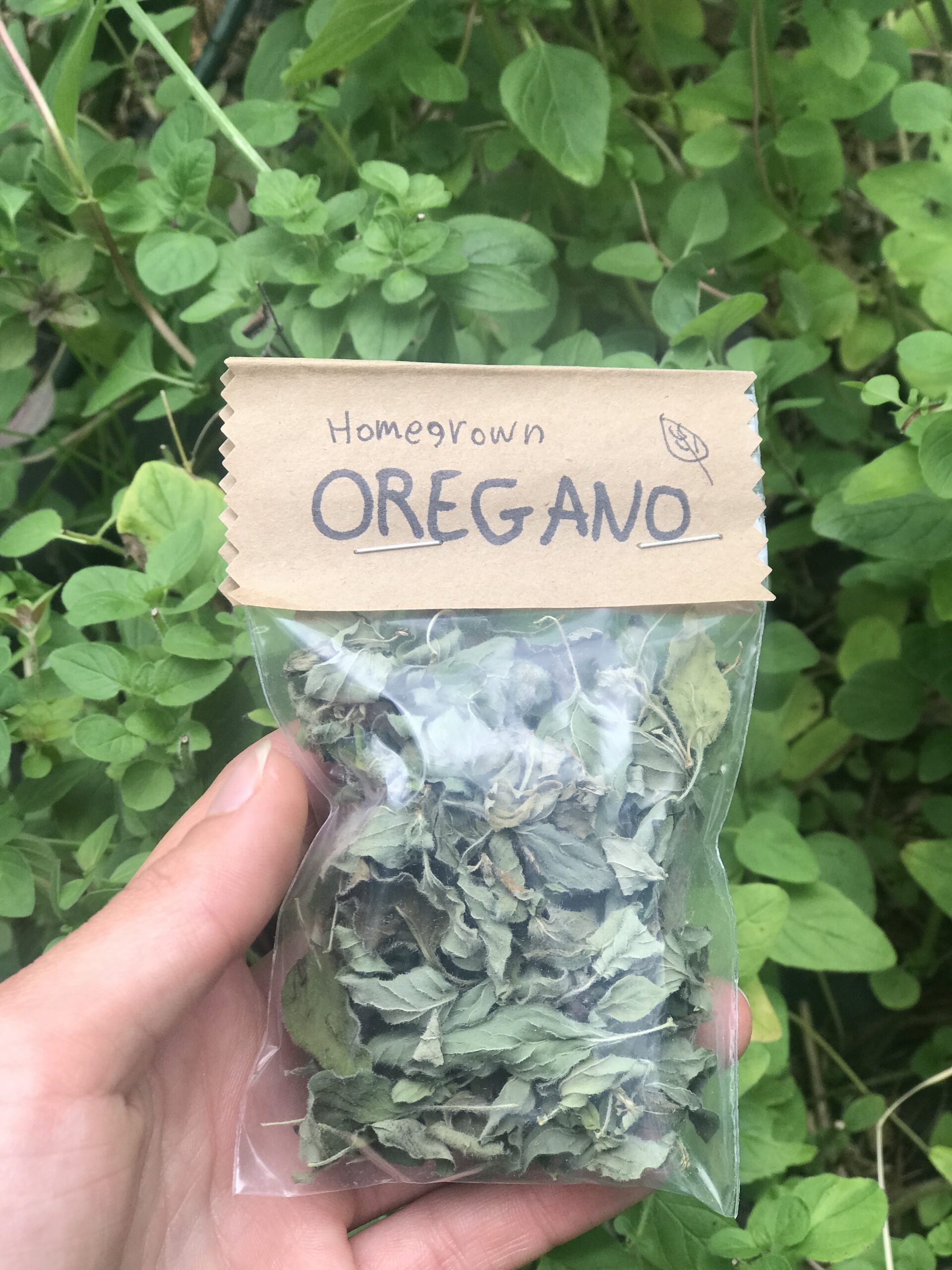 Dried Oregano - Image 3