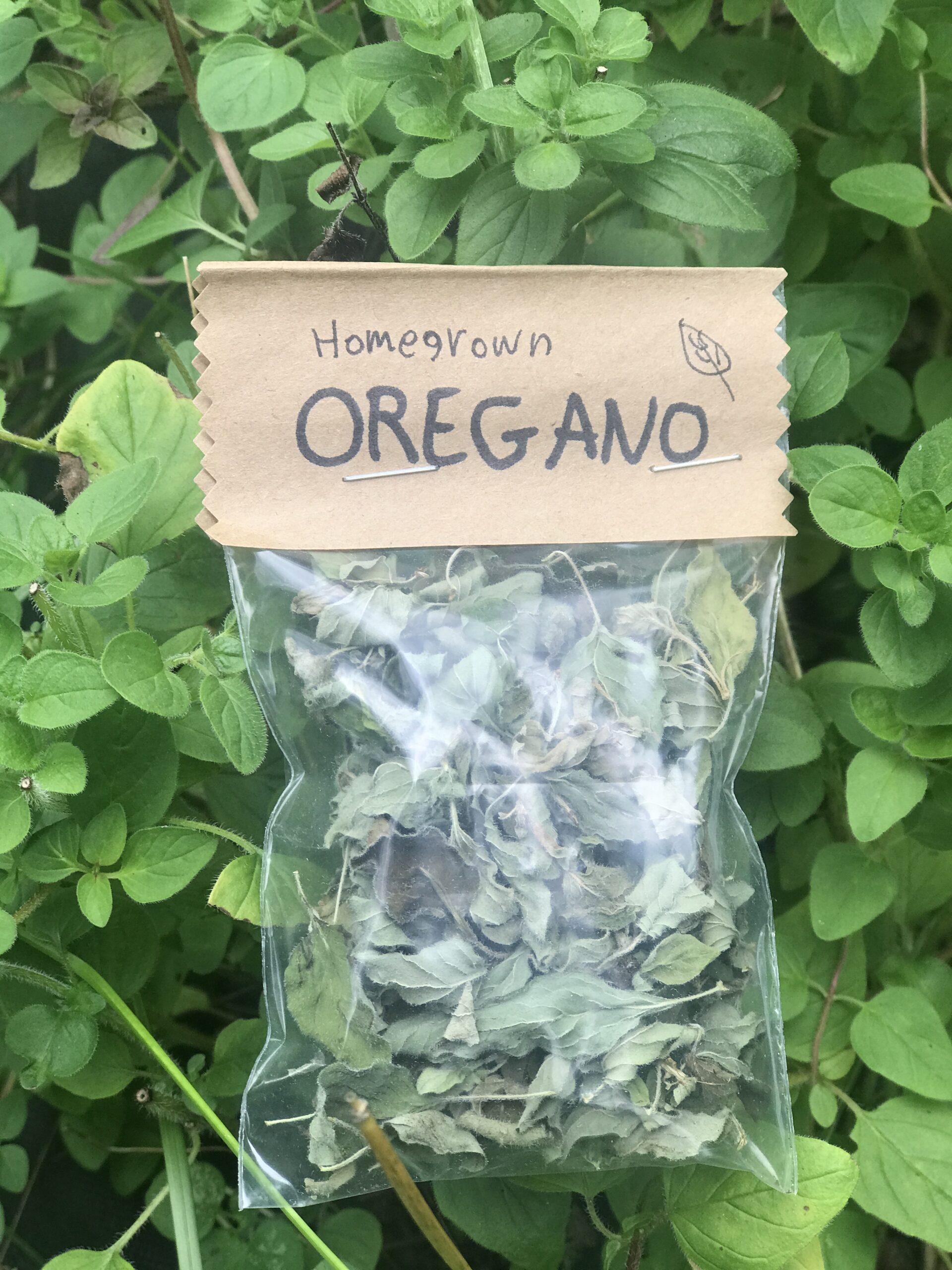 Dried Oregano