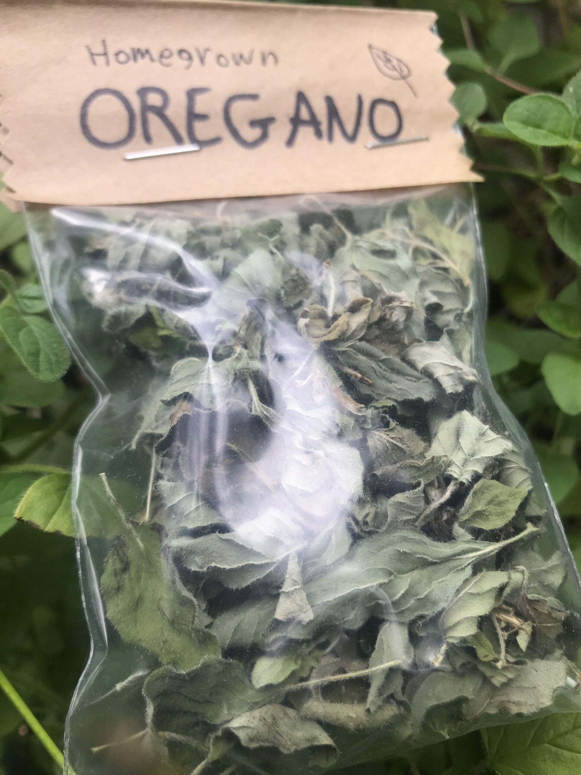 Dried Oregano - Image 2