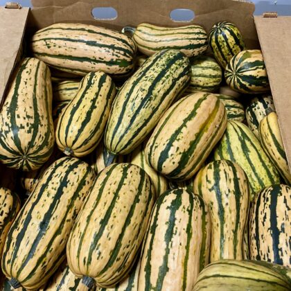 Squash, Delicata (larger size) | Little Thessalon Farm
