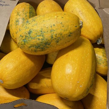 Squash, Spaghetti - Large | Little Thessalon Farm