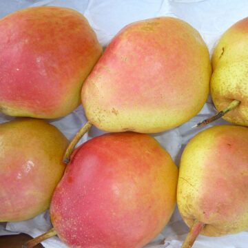Pears, Sundown | Pfenning's Ontario Organic