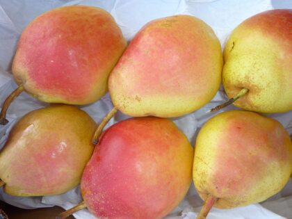 Pears, Sundown | Pfenning's Ontario Organic