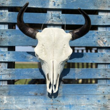 Authentic Natural Bison Skulls