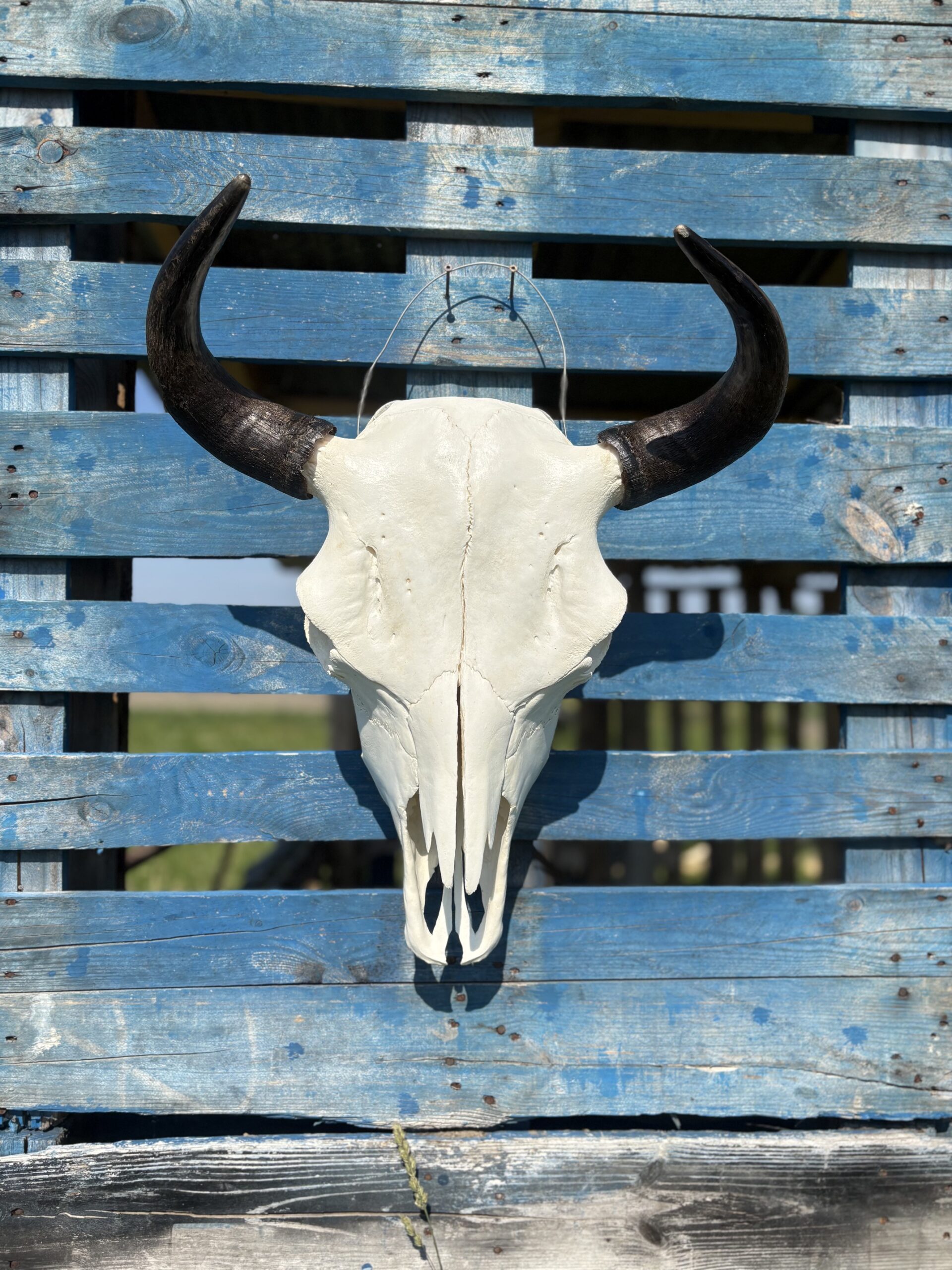 Authentic Bison Skulls