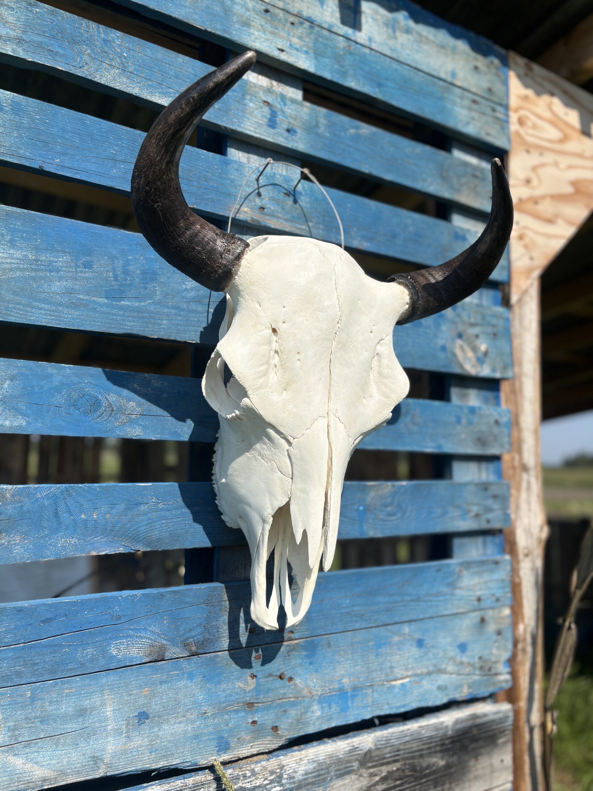 Authentic Bison Skulls - Image 3