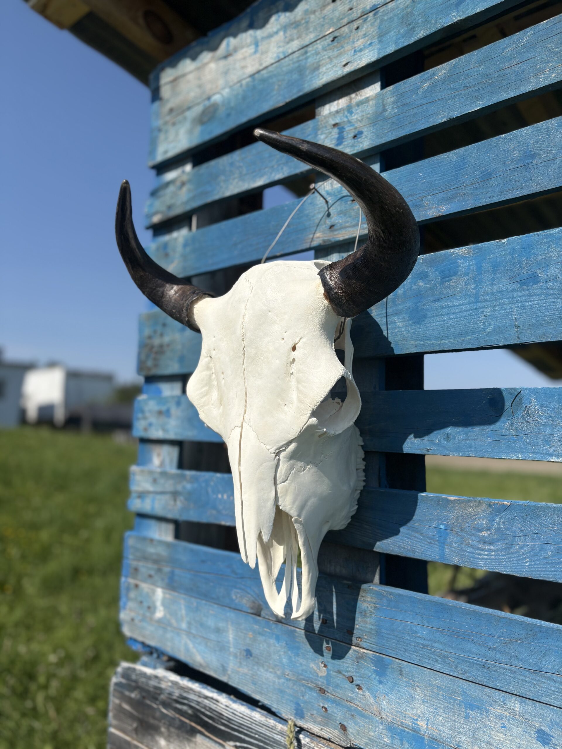Authentic Bison Skulls - Image 4
