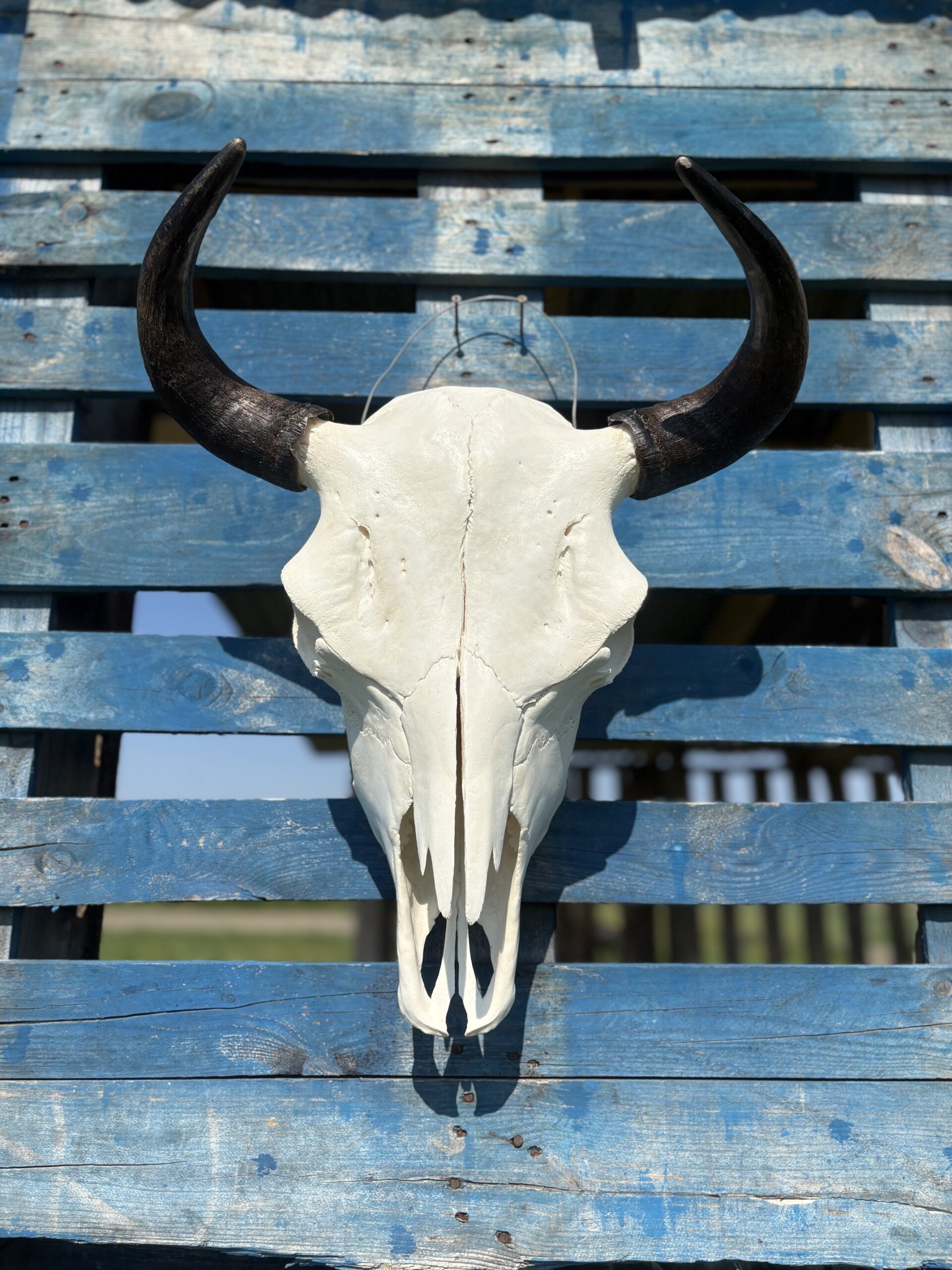 Authentic Bison Skulls - Image 5