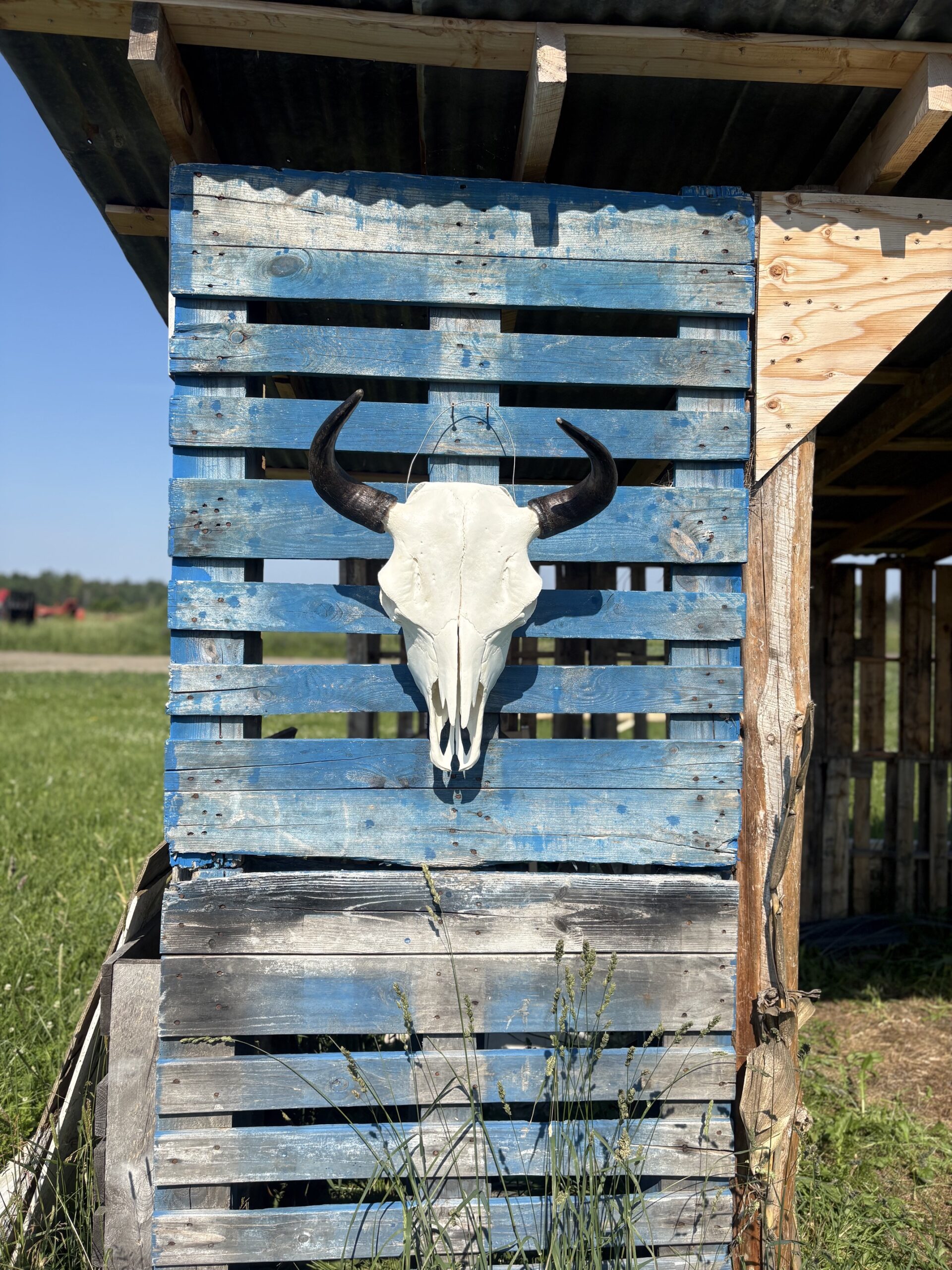 Authentic Bison Skulls - Image 2