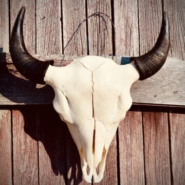 Authentic Bison Skull