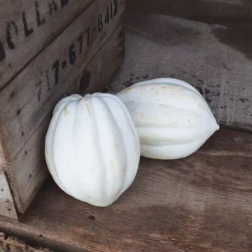 Squash, Small White Acorn | Pfenning's Ontario Organic