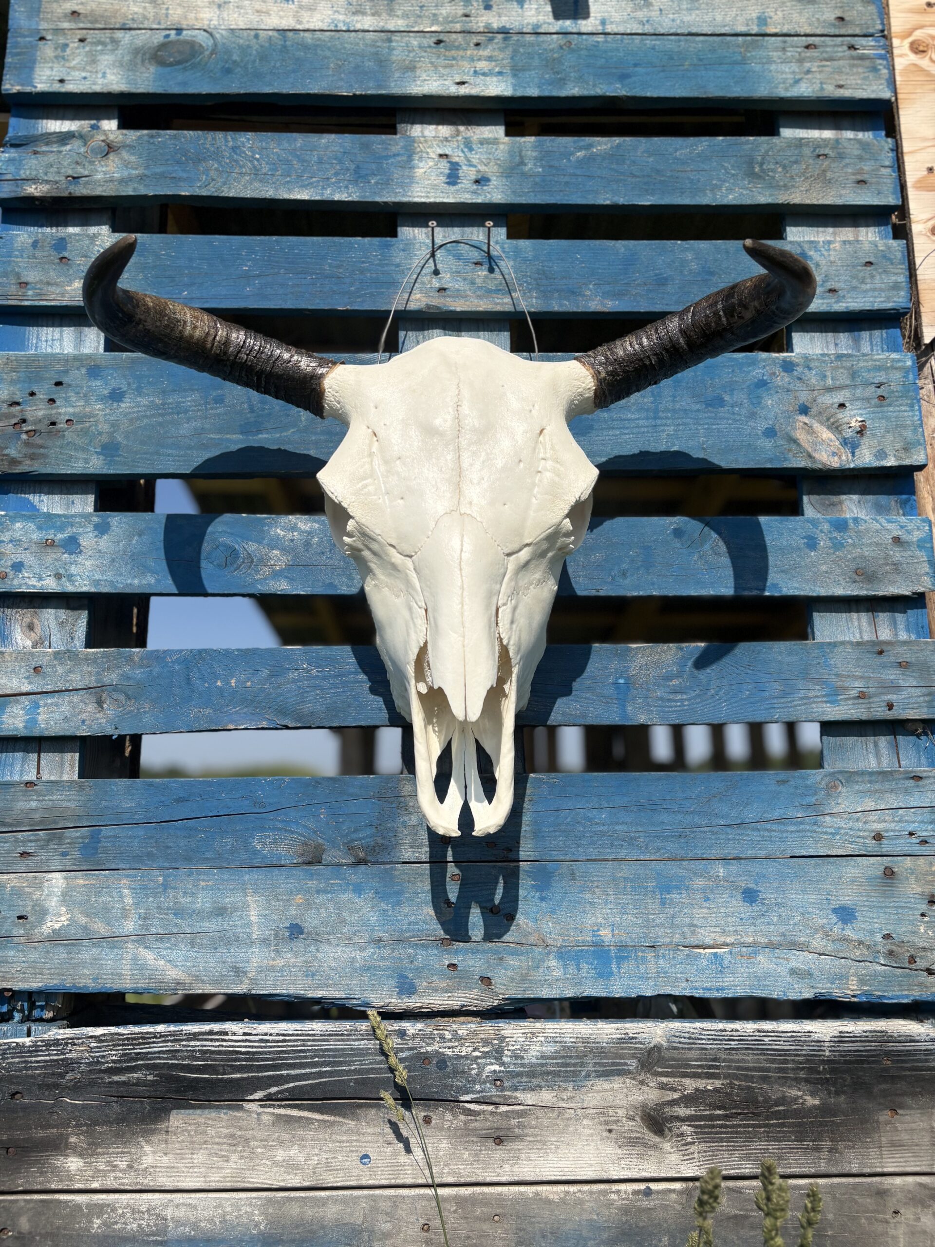 Authentic Bison Skulls - Image 6