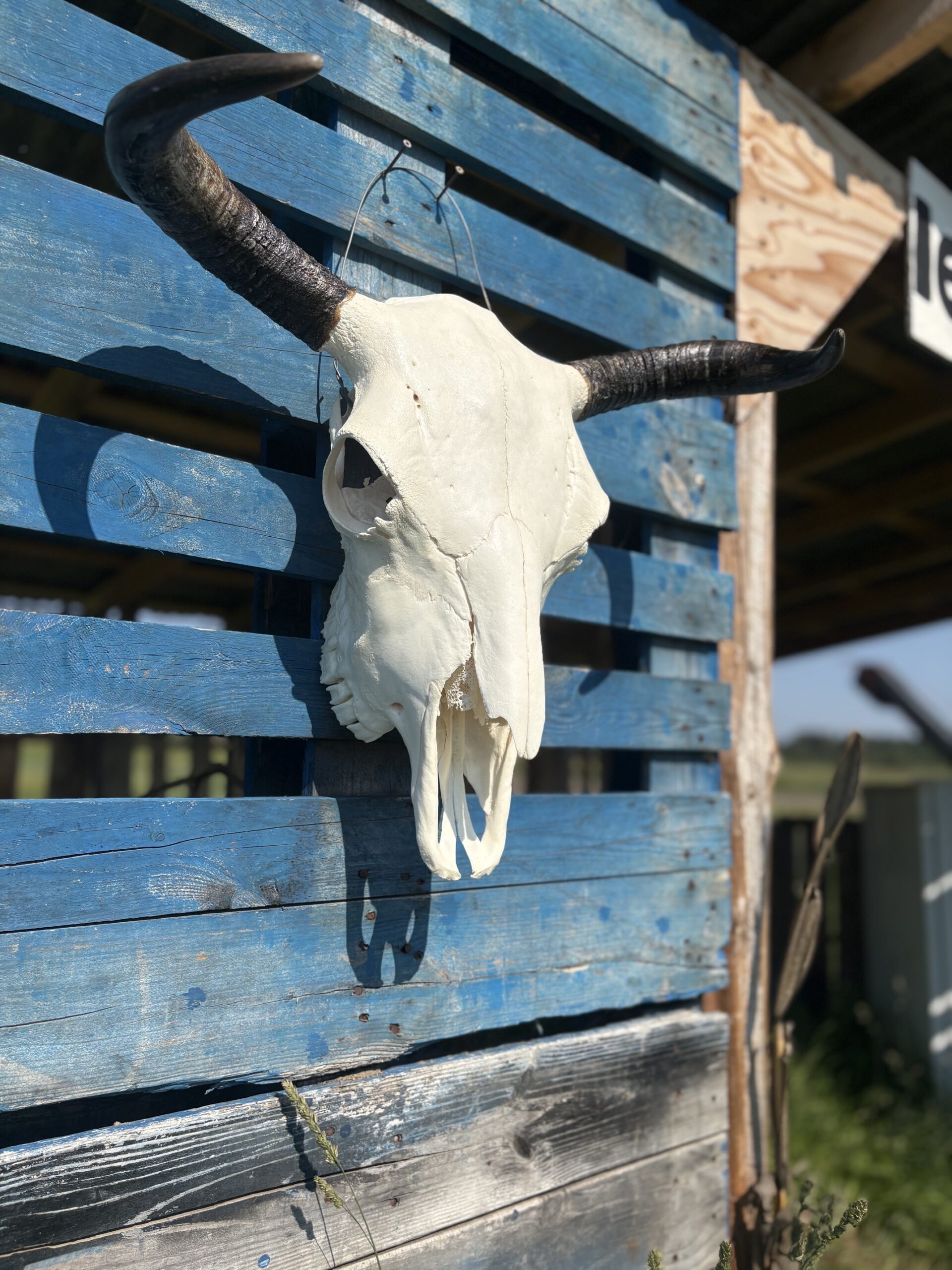 Authentic Bison Skulls - Image 8
