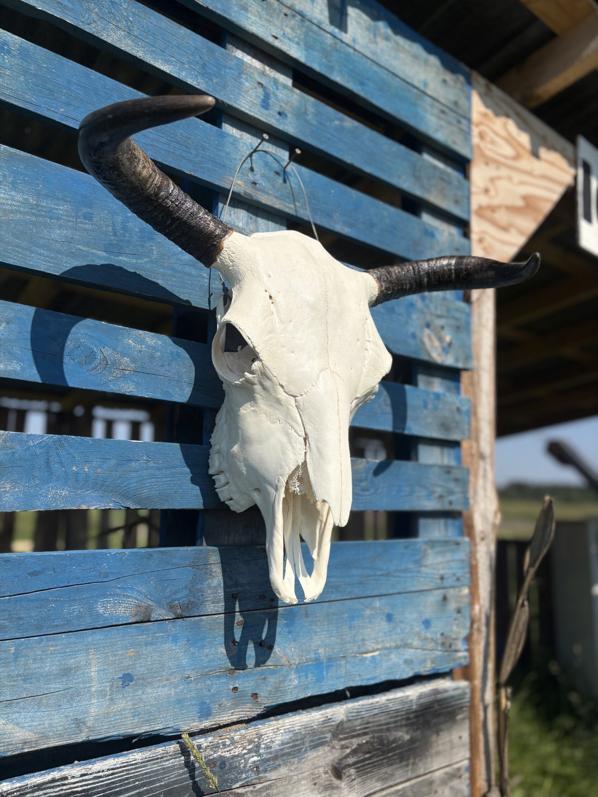 Authentic Bison Skulls - Image 9