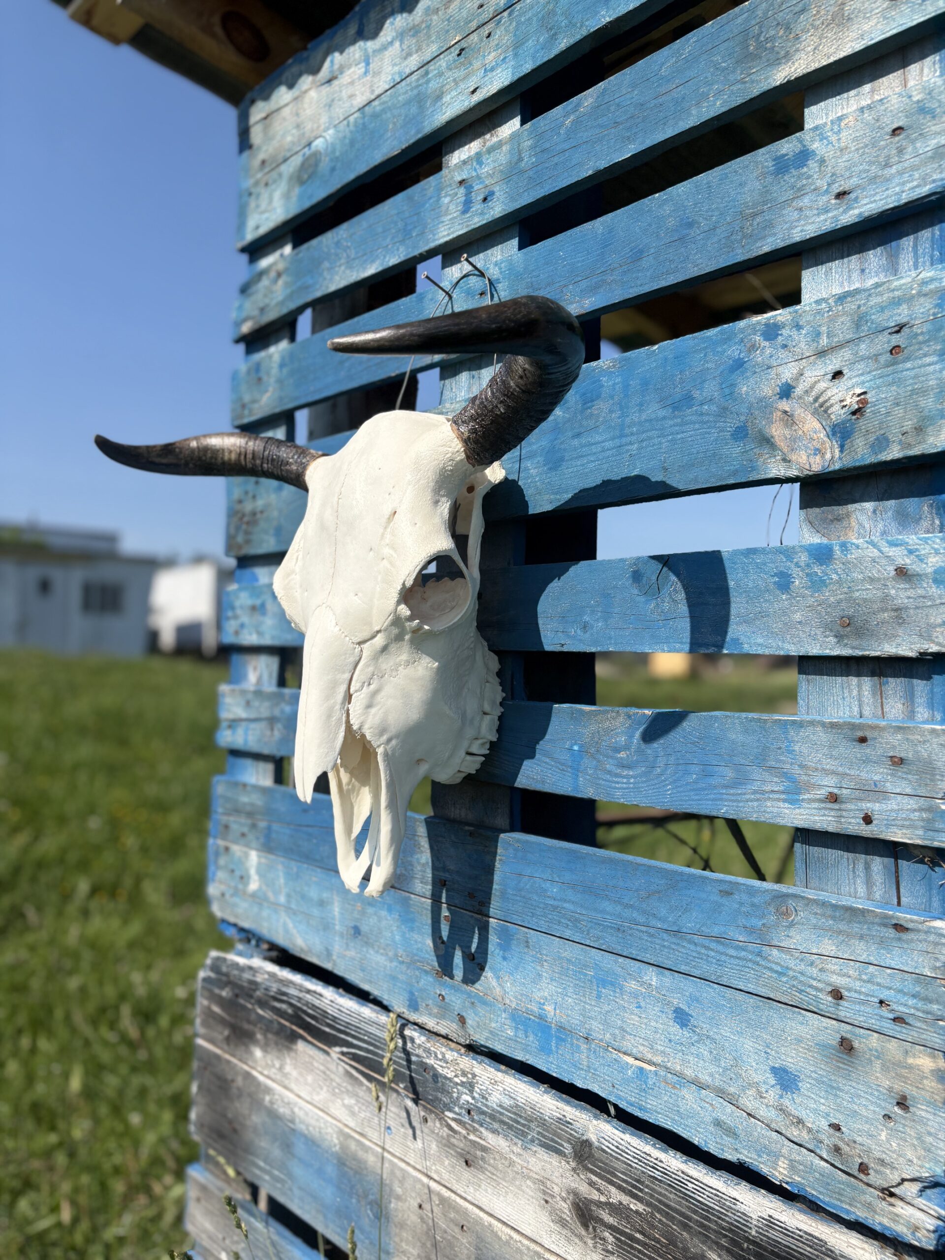 Authentic Bison Skulls - Image 10