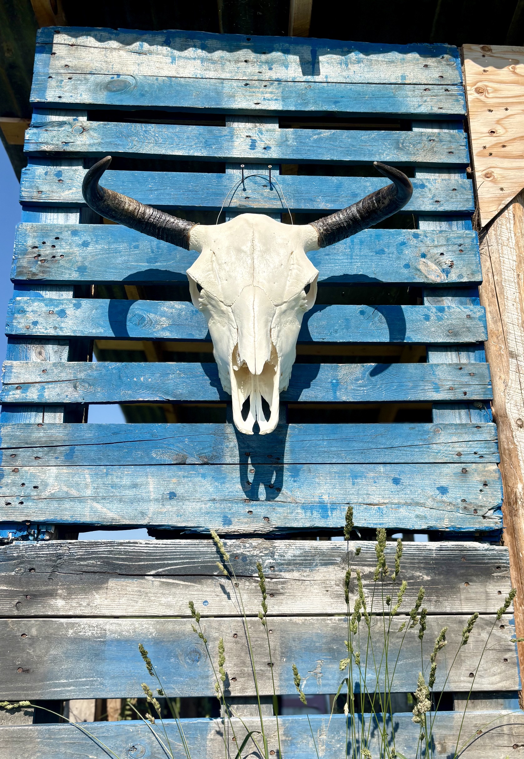 Authentic Bison Skulls - Image 11