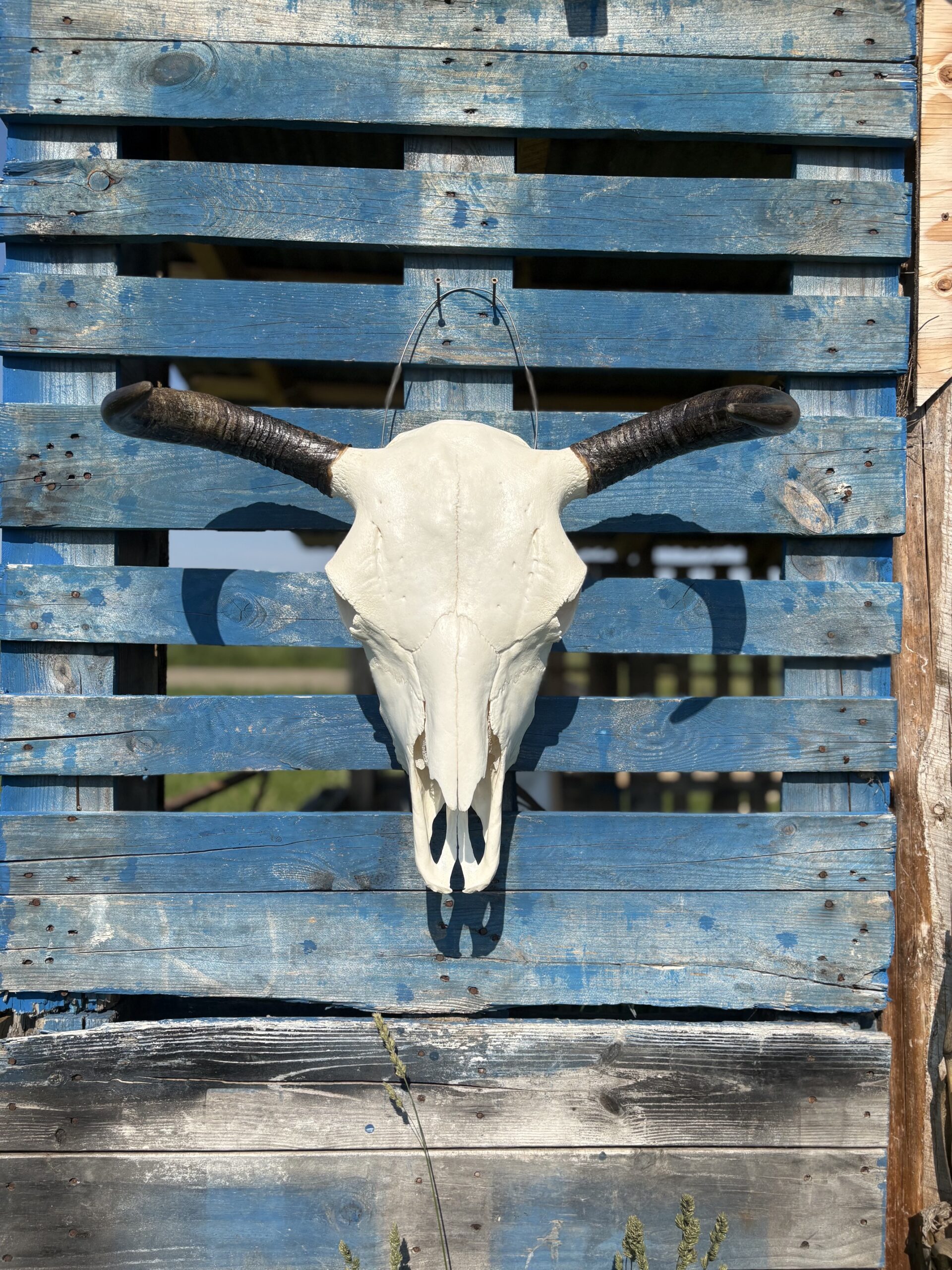 Authentic Bison Skulls - Image 7