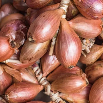 Onions, Shallots | Pfenning's Organic