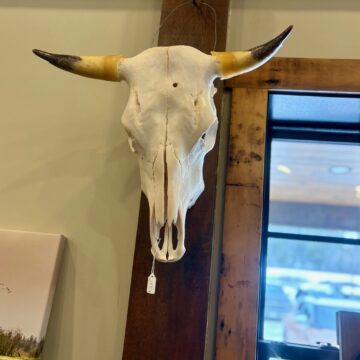Authentic Cow Skull