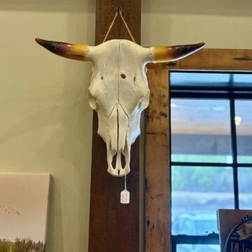 Authentic Cow Skull