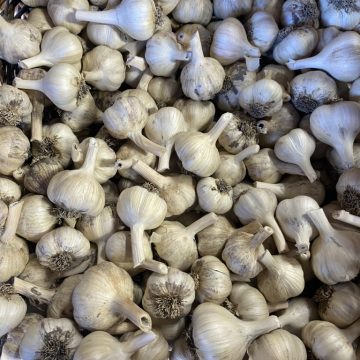 Garlic | Sweetwater Farmstead - 1 lb.