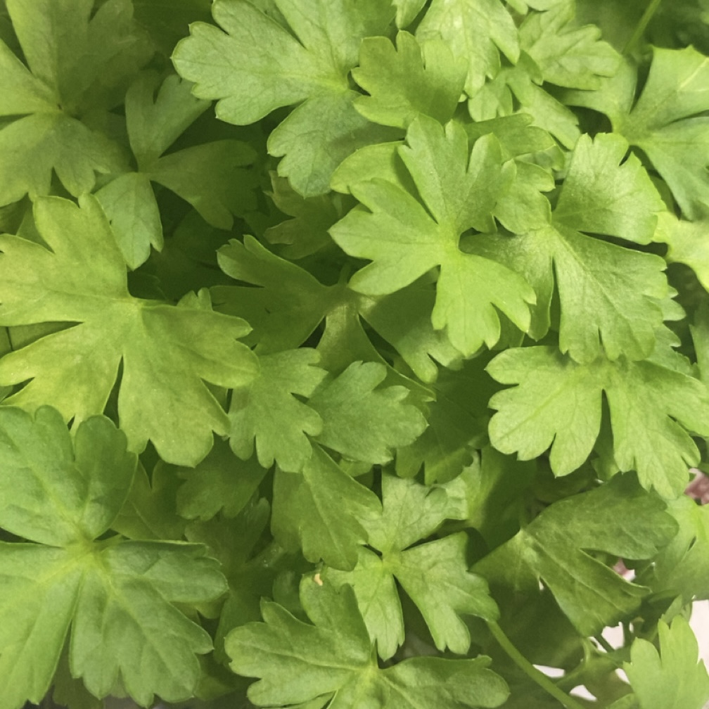 Slegers Organic Living Herbs, Parsley