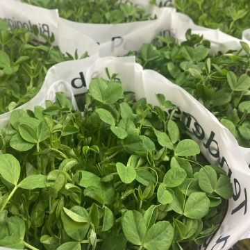 Slegers Organic Living Microgreens, Pea