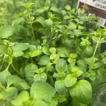 Slegers Organic Living Herbs, Oregano