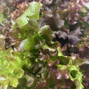 Slegers Organic Living Lettuce, Red Leaf