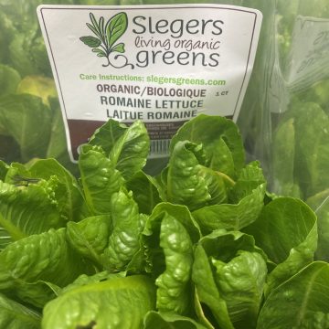 Slegers Organic Living Lettuce, Romaine