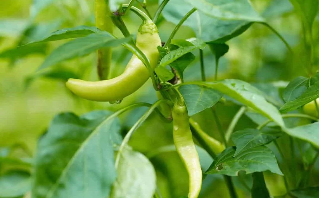 Seedlings - Peppers, Pepperoncini | Ferme La Binette *PRE-ORDER FOR LATE MAY