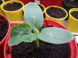 Seedlings - Watermelon | The Steadfast Farm *PRE-ORDER FOR LATE MAY