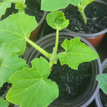 Seedlings - Pie Pumpkin | The Steadfast Farm *PRE-ORDER FOR LATE MAY