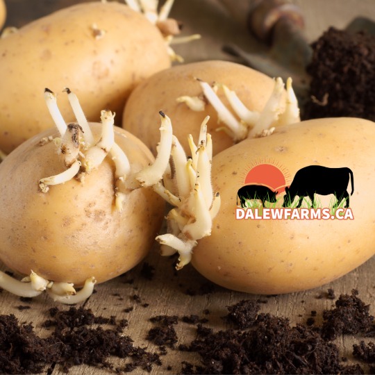 Seed Potatoes - German Butter