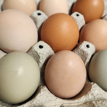 Chicken Eggs | The Steadfast Farm