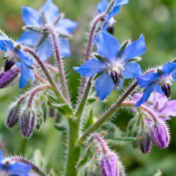 Borage Seedlings | The Steadfast Farm *PRE-ORDER FOR LATE MAY