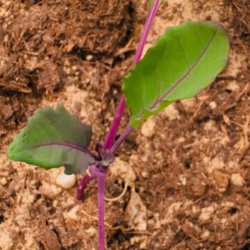 Seedlings - Purple Kohlrabi *Pre-order For Late May | The Steadfast Farm