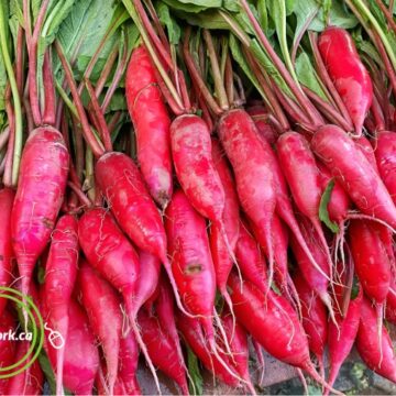 Daikon Root, RED | Pfenning's Organic - 2 LBS (Quebec)