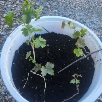 Black Currant Plants | The Steadfast Farm