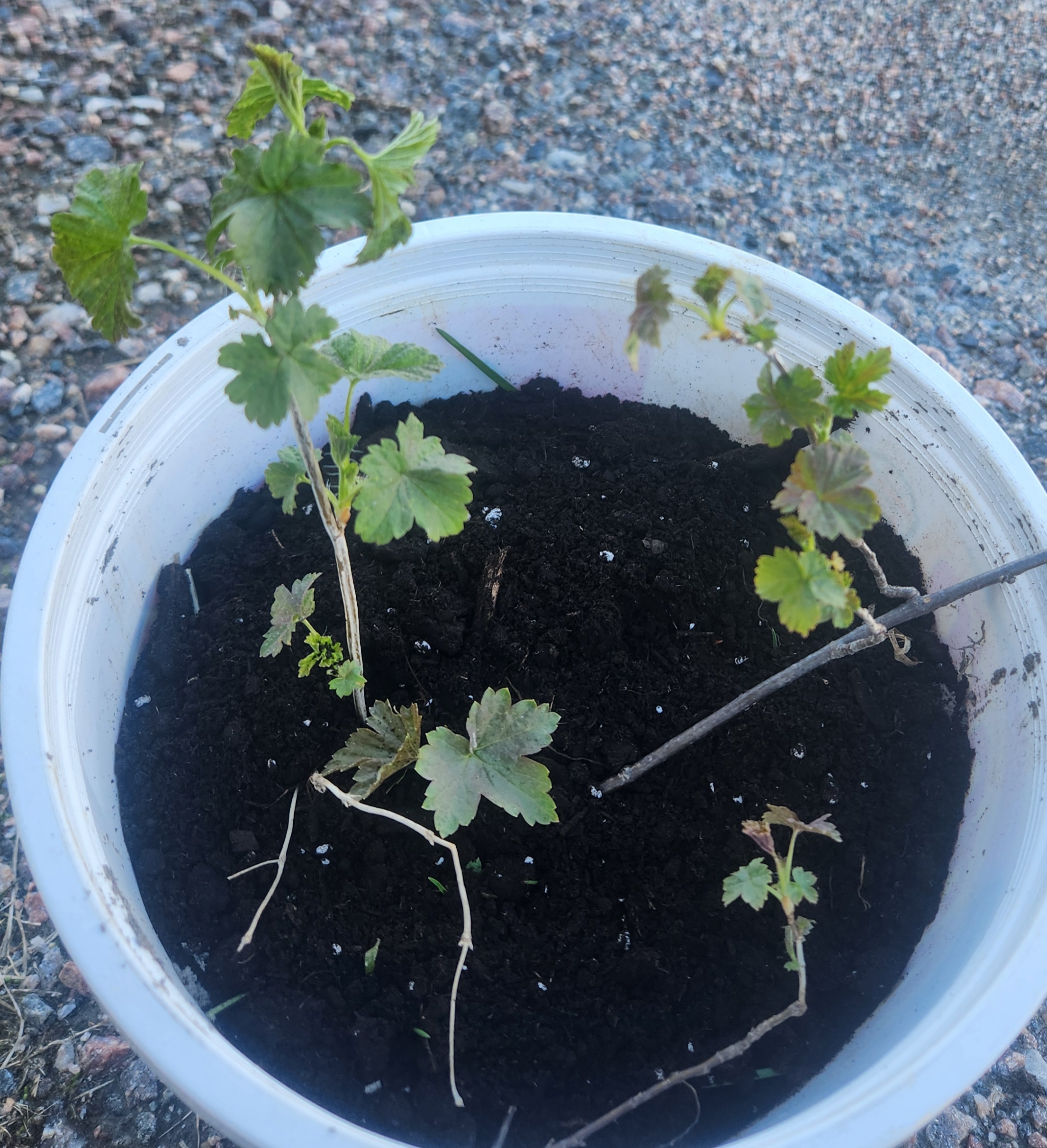 Black Currant Plants | The Steadfast Farm