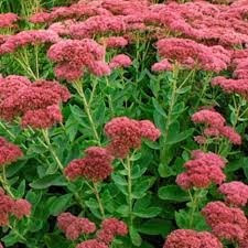 Autumn Joy Sedum (Stonecrop) Perennial Plant | The Steadfast Farm