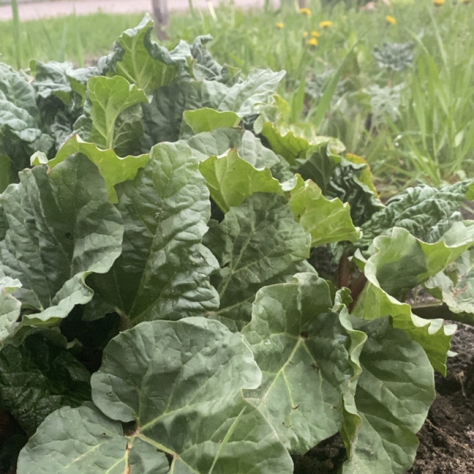 Rhubarb Plant | The Ramblin' Rooster - Image 2
