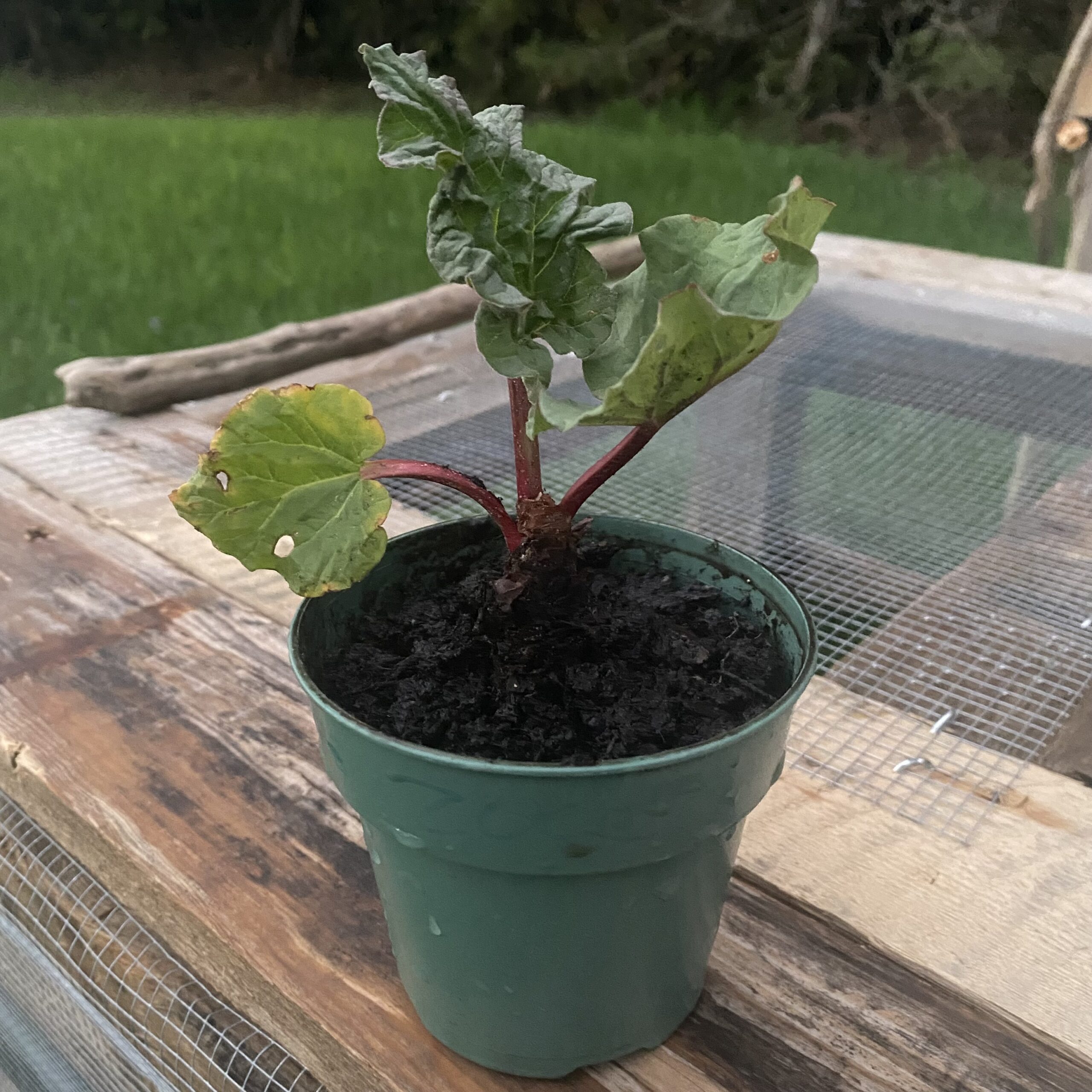 Rhubarb Plant | The Ramblin' Rooster - Image 3